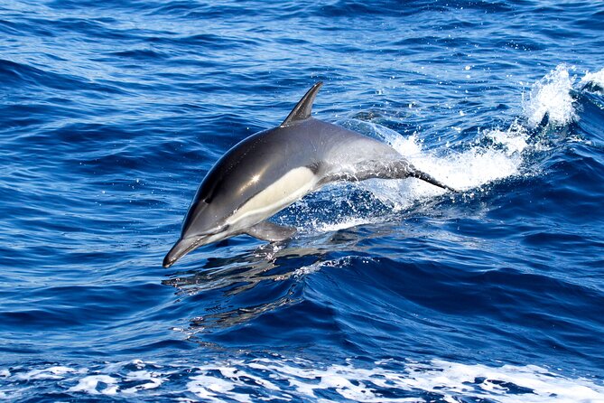 Whale Watching Excursion in Dana Point - Getting settled on the 95-foot vessel