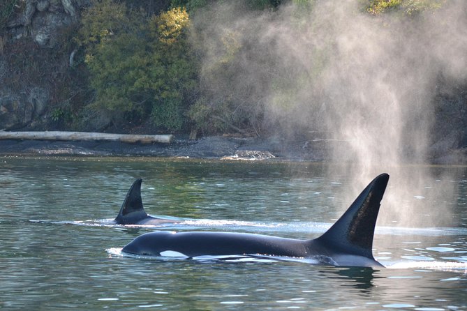 Whale Watching from Friday Harbor - Aboard the MV Sea Lion for four hours