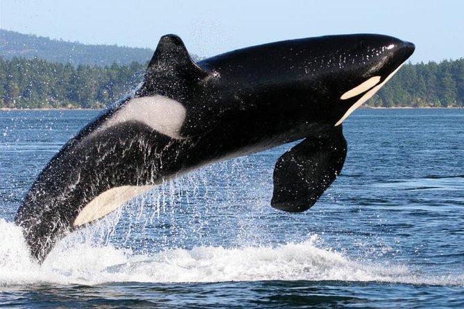 Whale Watching from Friday Harbor - What you might see besides orcas