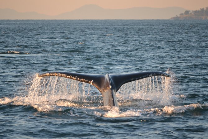 Whale Watching from Friday Harbor - The naturalist makes the difference