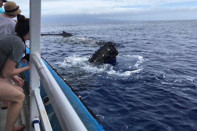Whale Watching from Ma'alaea Harbor - The Maui Ocean Center and harbor area