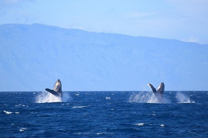 Whale Watching from Ma'alaea Harbor - Is $82.65 a fair price?