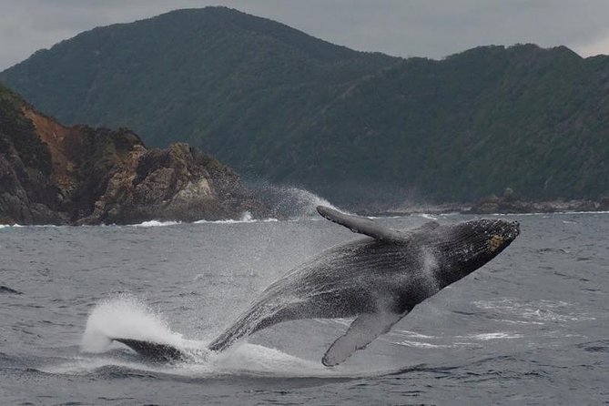 Whale Watching from Ma'alaea Harbor - Who should book this experience?