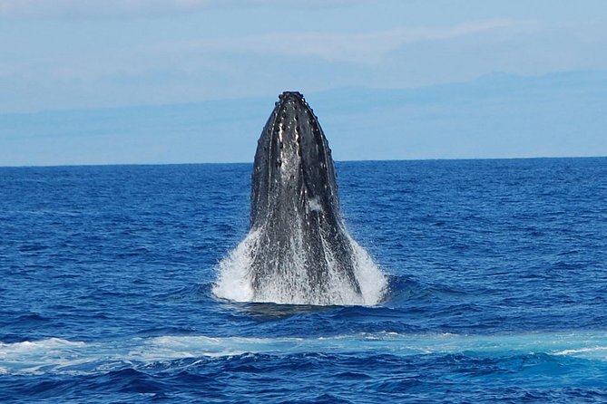 Whale Watching On The Big Island - Listening to whales through the onboard hydrophones