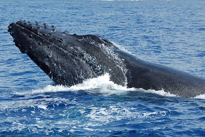 Whale Watching On The Big Island - Timing, weather, and the practical details