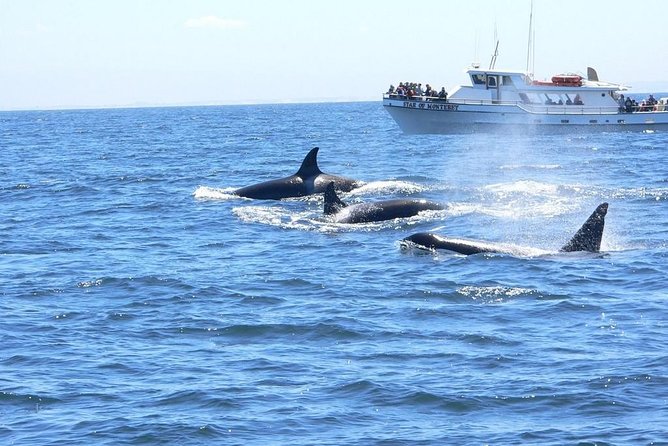 Whale Watching Tour - Setting out from 48 Fishermans Wharf