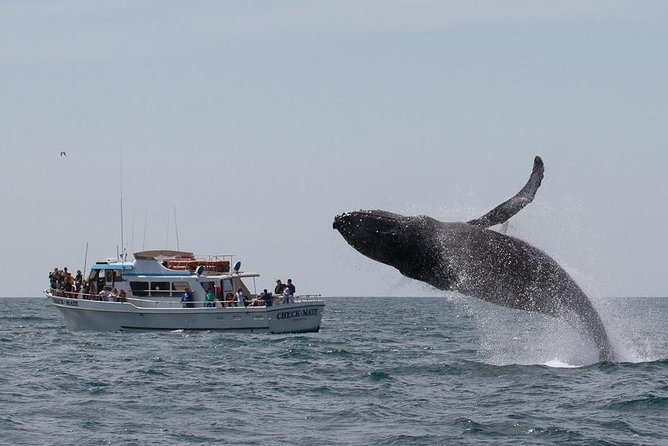 Whale Watching Tour - What makes the $62 price worthwhile