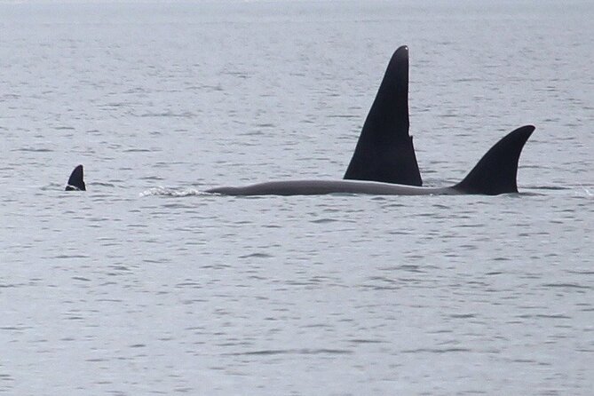 Whale Watching Tour from Anacortes - Why Anacortes Makes a Smart Whale Watching Base