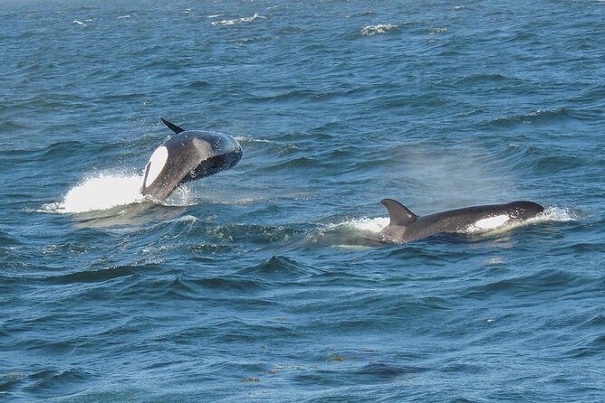 Whale Watching Tour from Anacortes - A Three to Four Hour Search Through the San Juans