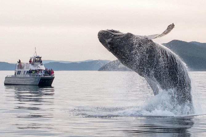 Whale Watching Tour from Anacortes - Is $119 a Good Value?