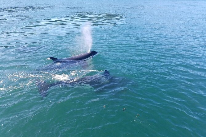 Whale Watching Tour from Anacortes - Orcas, Humpbacks, Gray Whales, and Minkes