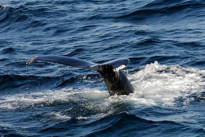 Whale Watching Tour in Gloucester - Key points to know before you board