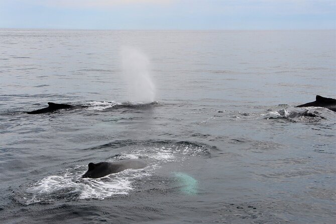 Whale Watching Tour in Gloucester - Why Gloucester is a smart place for whale watching