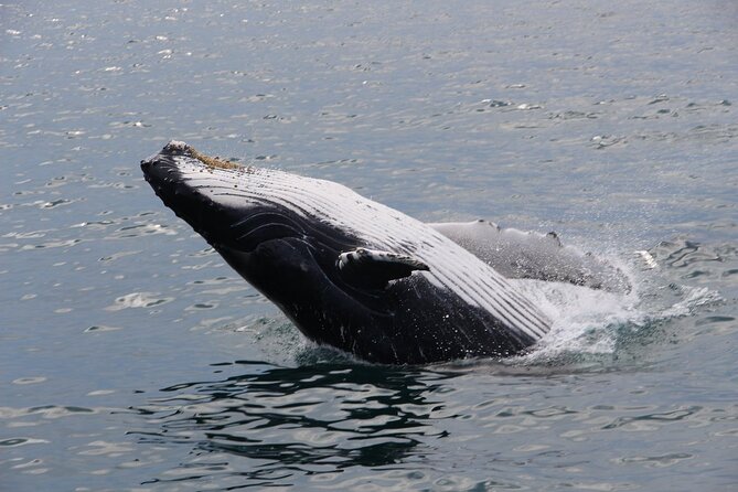 Whale Watching Tour in Gloucester - Dolphins, porpoises, and the rest of the cast