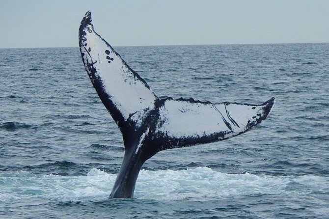 Whale Watching Tour in Gloucester - What the naturalist team adds