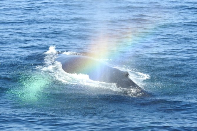 Whale Watching Tour in Gloucester - Finding a good viewing spot on the boat