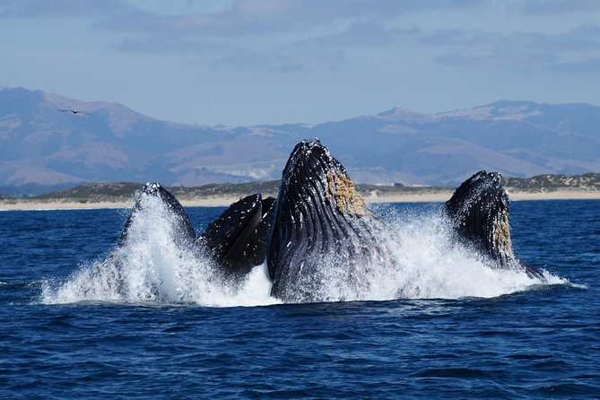 Whale Watching Tour - The whales and other wildlife you might see