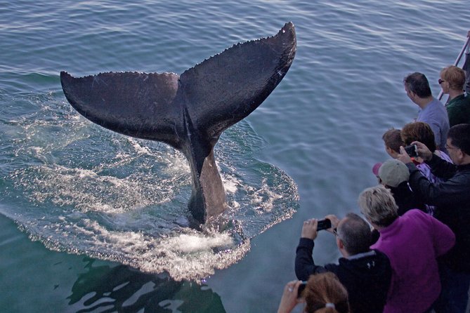 Whale Watching Trips to Stellwagen Bank Marine Sanctuary. Guaranteed sightings! - Key points to know before sailing