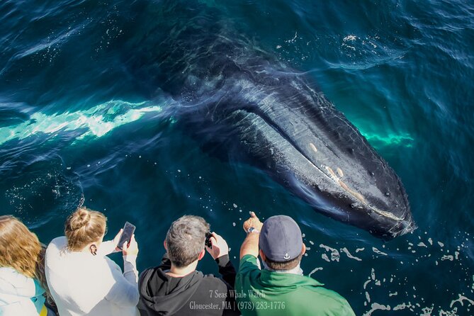 Whale Watching Trips to Stellwagen Bank Marine Sanctuary. Guaranteed sightings! - Heading from Gloucester toward Stellwagen Bank