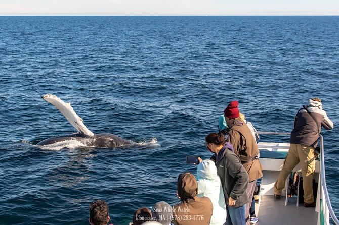 Whale Watching Trips to Stellwagen Bank Marine Sanctuary. Guaranteed sightings! - Open decks, indoor seats, and the best place to watch