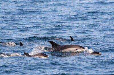 Whale Watching Trips to Stellwagen Bank Marine Sanctuary. Guaranteed sightings!