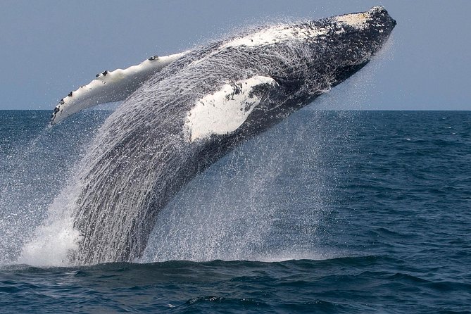 Whale Watching Trips to Stellwagen Bank Marine Sanctuary. Guaranteed sightings! - What four hours at sea really feels like