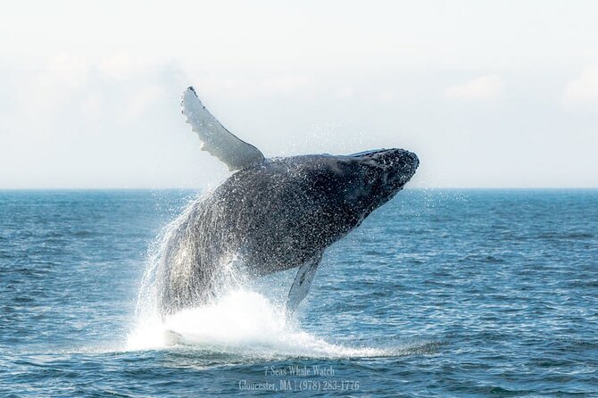 Whale Watching Trips to Stellwagen Bank Marine Sanctuary. Guaranteed sightings! - Timing, weather, and simple preparation