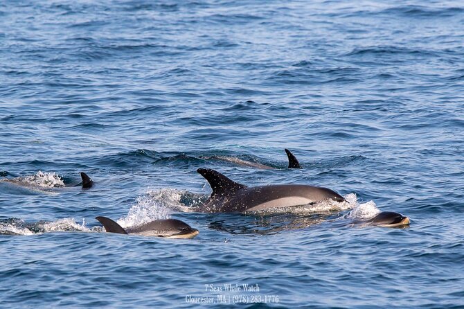 Whale Watching Trips to Stellwagen Bank Marine Sanctuary. Guaranteed sightings! - Finding humpbacks in the whale zone