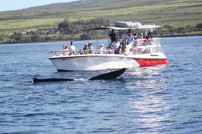 WHALES GUARANTEED Maui Whale Watching Makai Adventures - Starting at Mala Boat Ramp in Lahaina