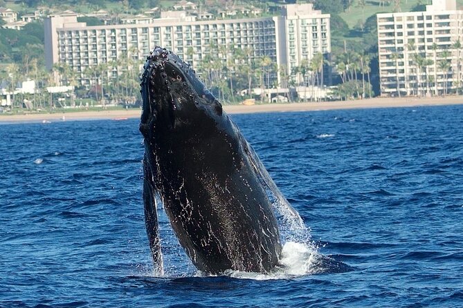 WHALES GUARANTEED Maui Whale Watching Makai Adventures - Booking, Cancellation, and Simple Preparation