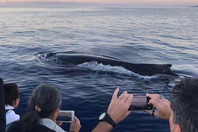 WHALES GUARANTEED Maui Whale Watching Makai Adventures - Alison, Travis, Dani, and the Crew’s Role