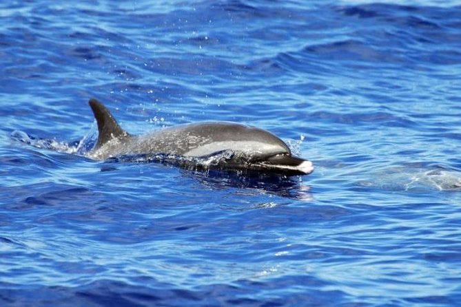 Wild Dolphin Watching and Snorkel Safari Off West Coast of Oahu - Snorkeling with turtles and reef fish