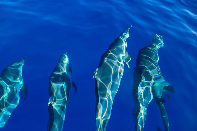 Wild Dolphin Watching and Snorkel Safari Off West Coast of Oahu - What the crew adds to the experience