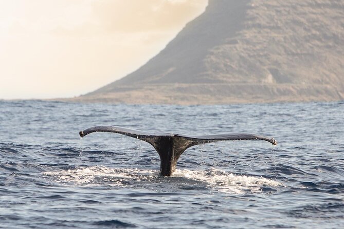 Wild Dolphin Watching and Snorkel Safari Off West Coast of Oahu - Lunch, drinks, and useful extras