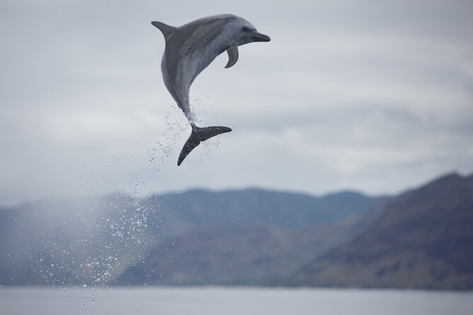 Wild Dolphin Watching and Snorkel Safari Off West Coast of Oahu - Is $193.88 a good value?