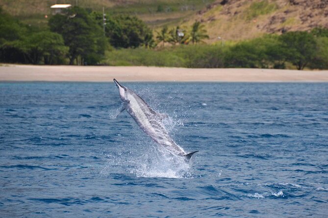 Wild Dolphin Watching and Snorkel Safari Off West Coast of Oahu - Who should book this trip?