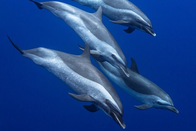 Wild Dolphin Watching and Snorkel Safari Off West Coast of Oahu - The 7:00 am departure is the smart choice