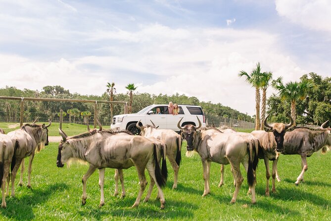 Wild Florida Drive-Thru Safari and Gator Park Admission - A self-guided safari instead of a crowded bus