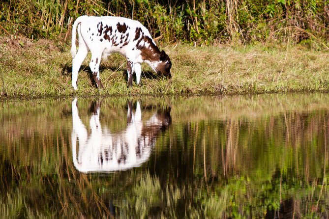 Wild Florida Drive-Thru Safari and Gator Park Admission - Gator Park adds a second type of visit