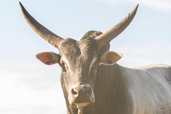 Wild Florida Drive-Thru Safari and Gator Park Admission - How long should you allow?