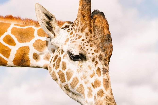 Wild Florida Drive-Thru Safari and Gator Park Admission - The $35 price and what it really covers