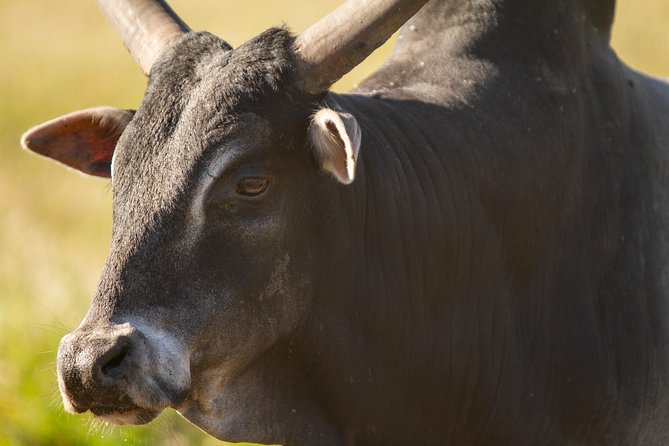 Wild Florida Drive-Thru Safari and Gator Park Admission - Getting there from Orlando