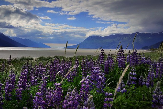 Wilderness, Wildlife, Glacier Experience from Anchorage - Key Points Before You Book