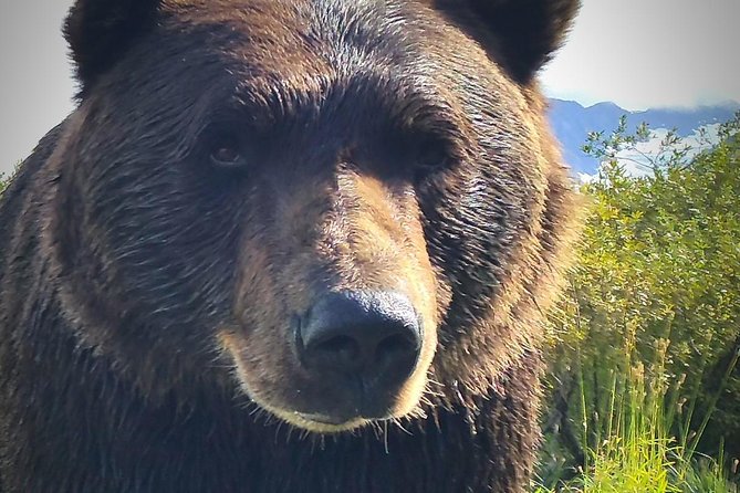 Wilderness, Wildlife, Glacier Experience from Anchorage - What This Anchorage Tour Actually Covers