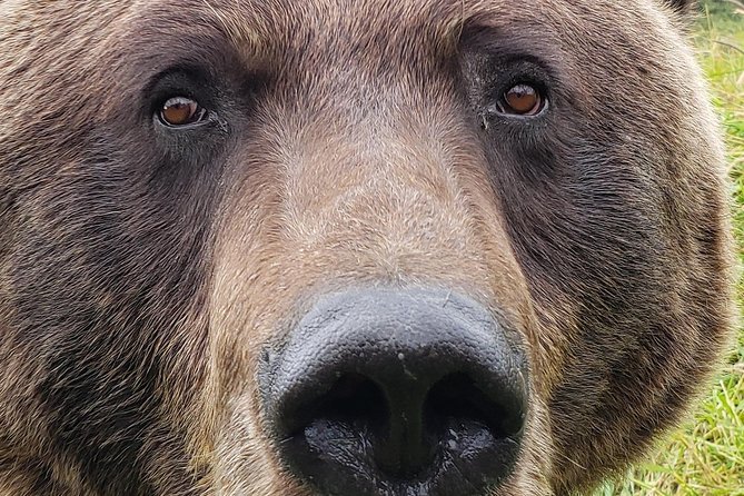 Wilderness, Wildlife, Glacier Experience from Anchorage - Beluga Point and the Turnagain Arm Stops