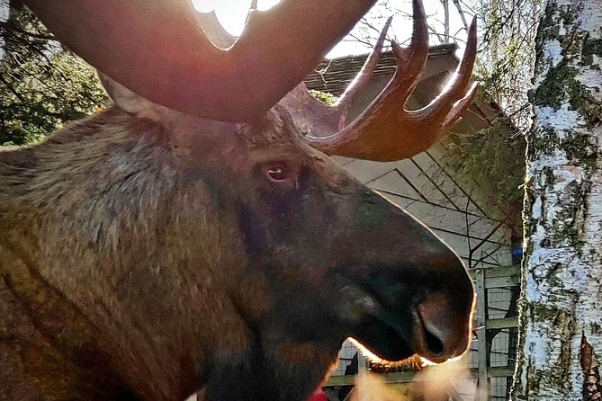Wilderness, Wildlife, Glacier Experience from Anchorage - Girdwood, Gold Mining, and Alaska’s Past