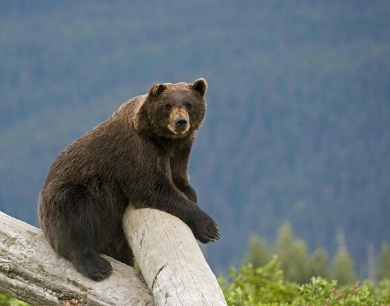 Wildlife and Glaciers with a walk in the Rainforest - Key points at a glance