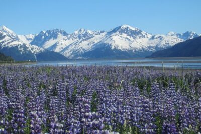 Wildlife and Glaciers with a walk in the Rainforest