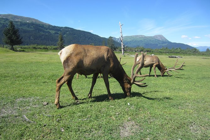 Wildlife and Glaciers with a walk in the Rainforest - What the guides add to the drive