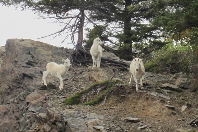 Wildlife and Glaciers with a walk in the Rainforest - Why the season matters so much